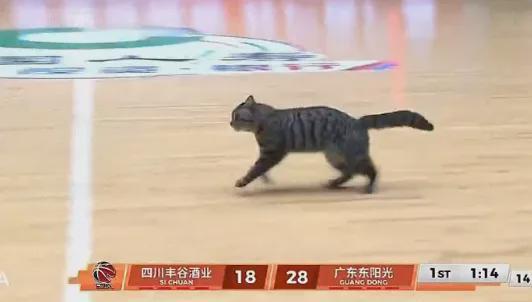 pp电子平台-5+3！陈国豪暴揍老东家！CBA又一奇葩条款诞生